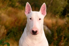 Bulterer_5