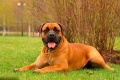 burbul_6_756448756
