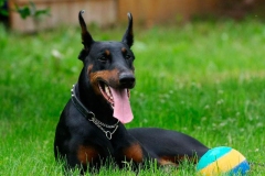 doberman_10_364483874