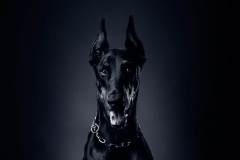 doberman_12_364483874