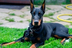 doberman_13_364483874
