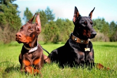 doberman_15_364483874