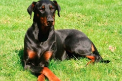 doberman_16_364483874