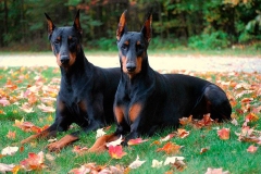 doberman_17_364483874