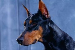 doberman_18_364483874