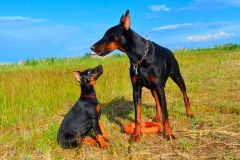 doberman_19_364483874