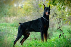 doberman_5_364483874