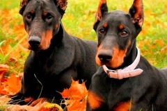doberman_6_364483874