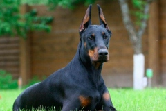 doberman_8_364483874