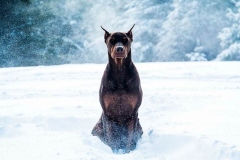 doberman_9_364483874