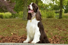 english-springer-spaniel_05_002