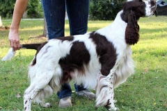 english-springer-spaniel_06_002