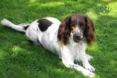english-springer-spaniel_07_002