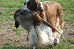 english-springer-spaniel_08_002
