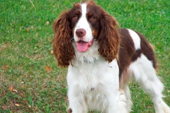 english-springer-spaniel_09_002