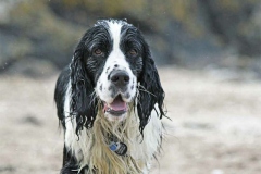 english-springer-spaniel_10_002