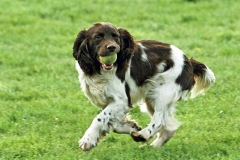 english-springer-spaniel_11_002