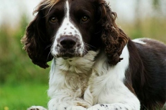 english-springer-spaniel_12_002