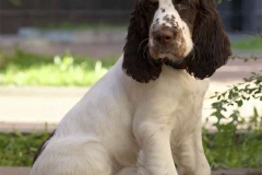 english-springer-spaniel_13_002