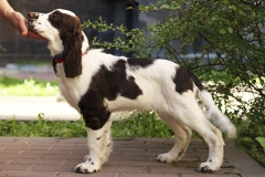english-springer-spaniel_14_002