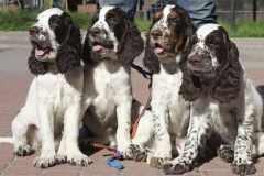 english-springer-spaniel_15_002