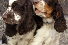 english-springer-spaniel_16_002