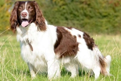 english-springer-spaniel_17_002