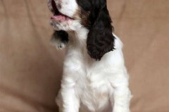english-springer-spaniel_18_002