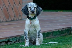 english_setter11_176855767 english_setter11_176855767