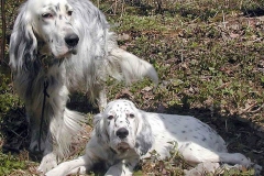 english_setter13_176855767 english_setter13_176855767