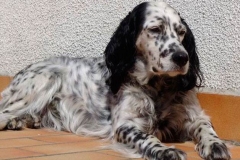 english_setter14_176855767 english_setter14_176855767