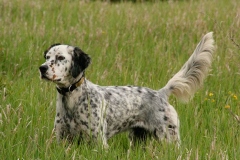 english_setter16_176855767 english_setter16_176855767