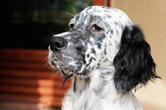 english_setter18_176855767 english_setter18_176855767