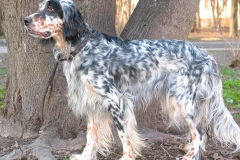 english_setter20_176855767 english_setter20_176855767