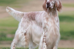 english_setter8_176855767 english_setter8_176855767