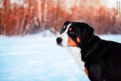 entlebucher_10_756848746575