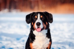 entlebucher_11_756848746575