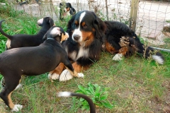 entlebucher_12_756848746575