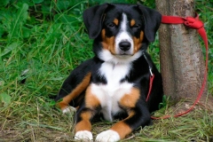 entlebucher_13_756848746575