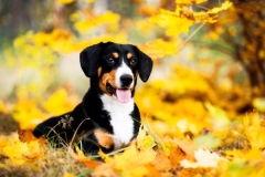 entlebucher_14_756848746575
