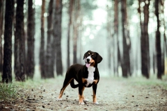 entlebucher_15_756848746575