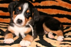 entlebucher_16_756848746575