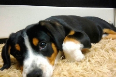 entlebucher_17_756848746575