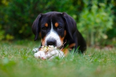 entlebucher_18_756848746575