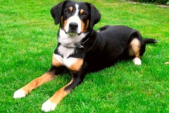 entlebucher_19_756848746575