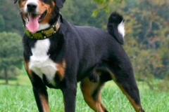 entlebucher_5_756848746575