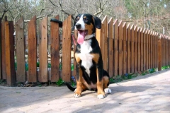 entlebucher_6_756848746575