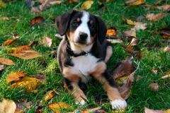 entlebucher_7_756848746575