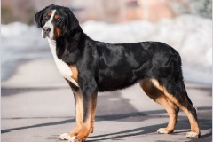 entlebucher_8_756848746575