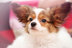 fa16_657484756574885